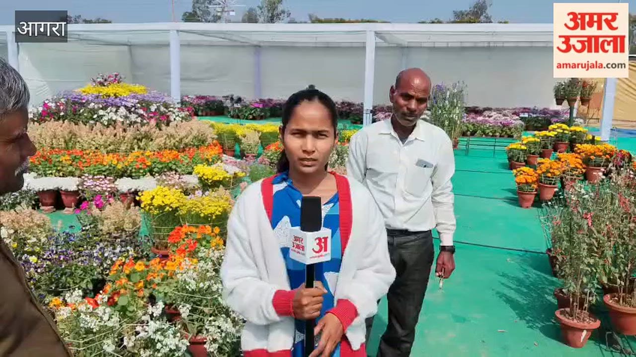 Vibrant Cineraria Steals the Show at Taj Mahotsav Flower Exhibition in Agra