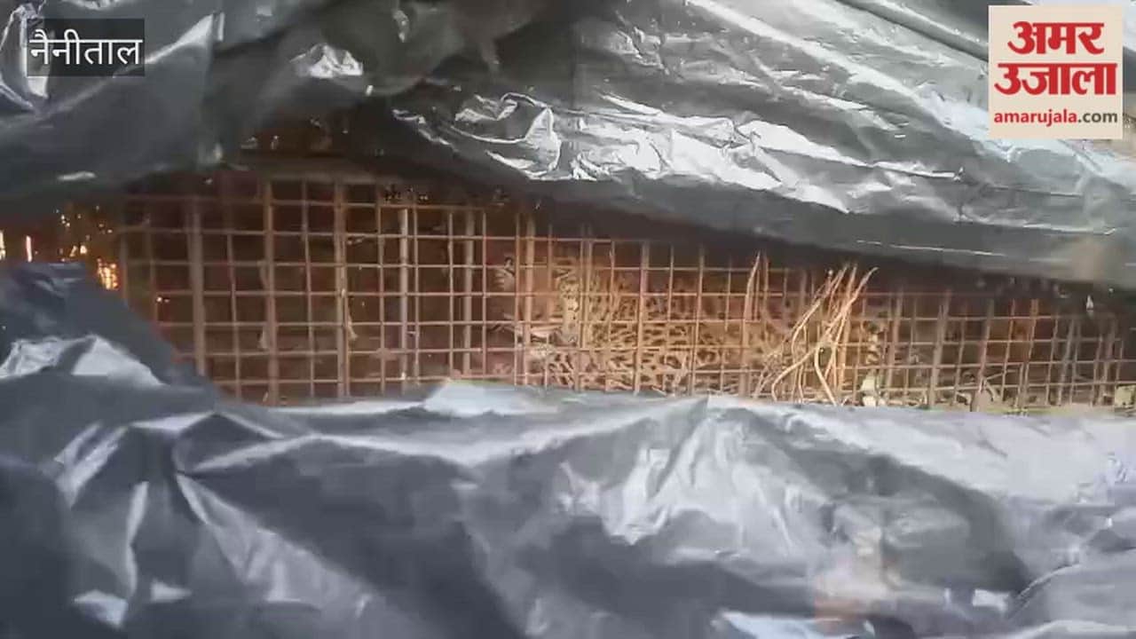 Forest department catches leopard in Bhimtal, sends it to Ranibagh Rescue Centre
