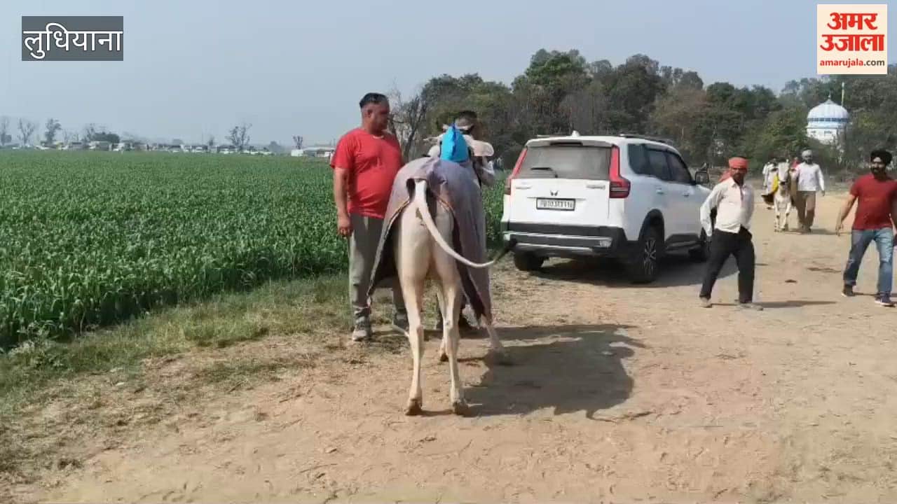 Kila Raipur Rural Olympics begins, bullock cart race becomes the centre of attraction