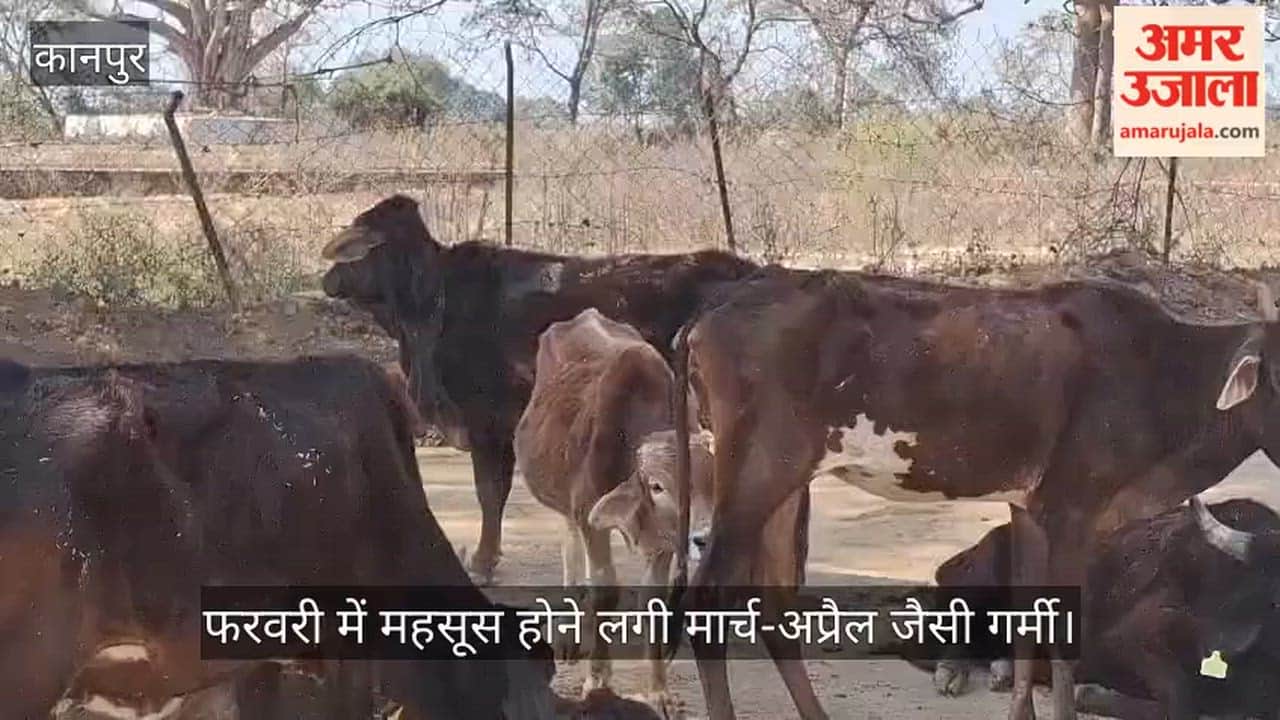 Kanpur sun heat unleashes forcing villagers and cattle to seek shade