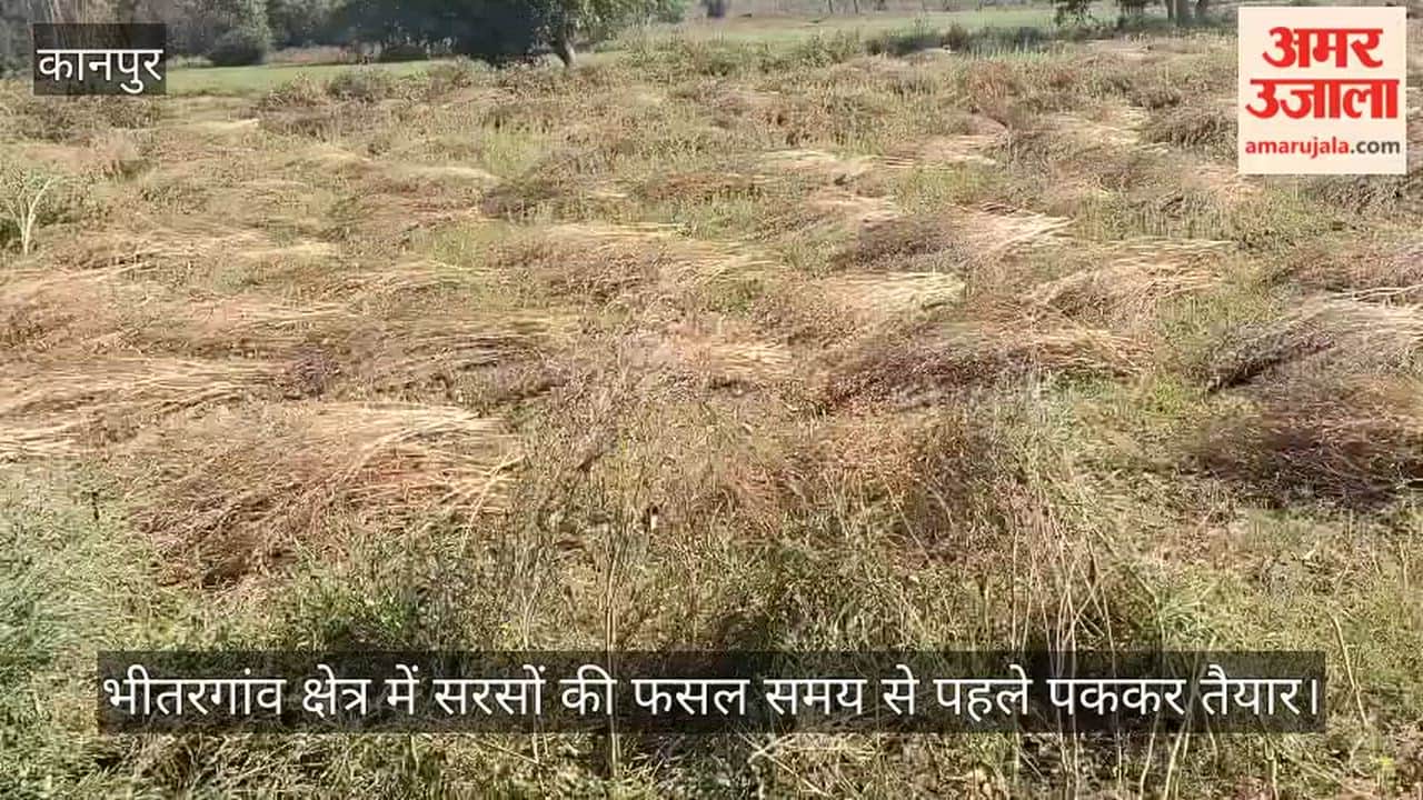 Kanpur Crops turn golden ahead of time farmers start harvesting