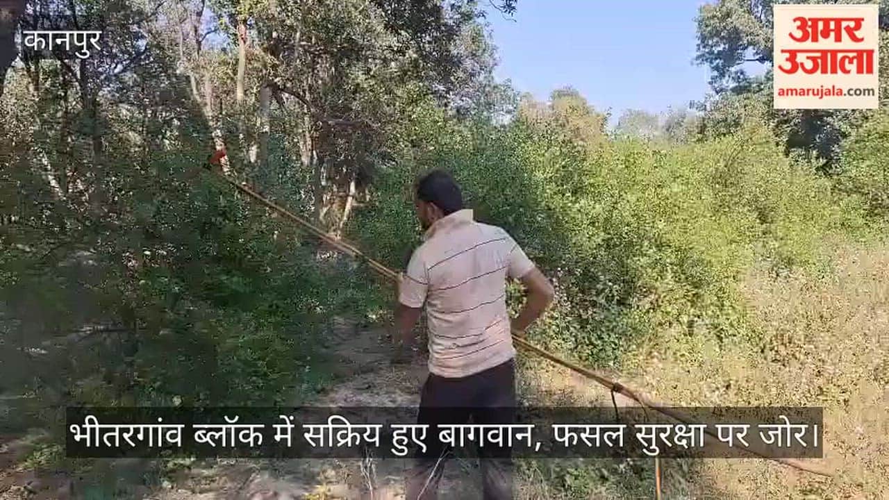 Kanpur Insecticide spraying in lemon orchards intensifies good yield expected
