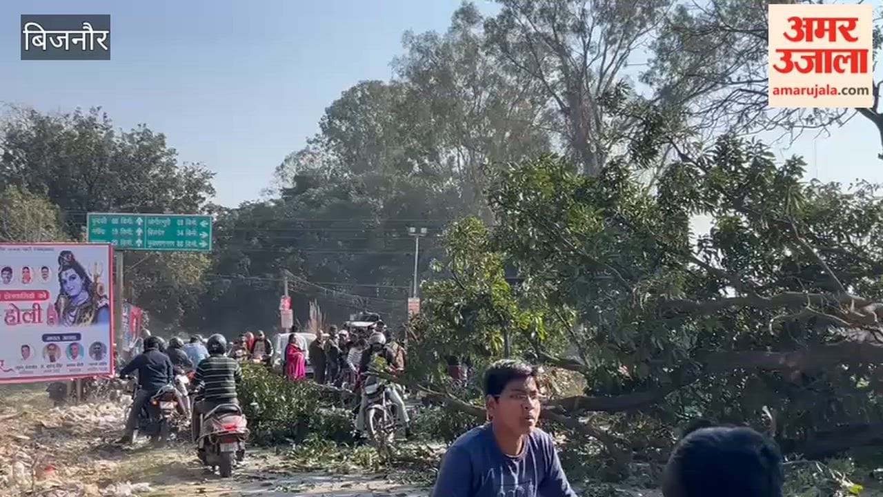 A huge mango tree fell on the Najibabad-Bundki road, injuring a biker.