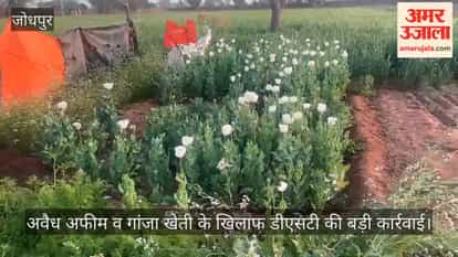 Jodhpur News: Two accused of illegal opium and cannabis cultivation arrested
