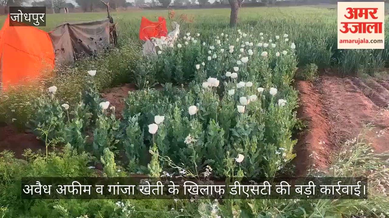 Jodhpur News: Two accused of illegal opium and cannabis cultivation arrested