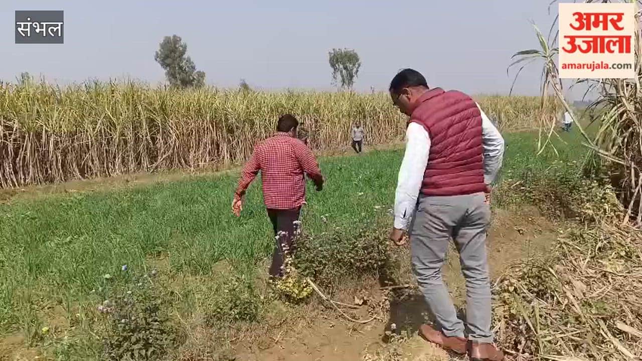 Villagers panicked after seeing a leopard; a forest department team tied a goat in a cage to catch the leopard