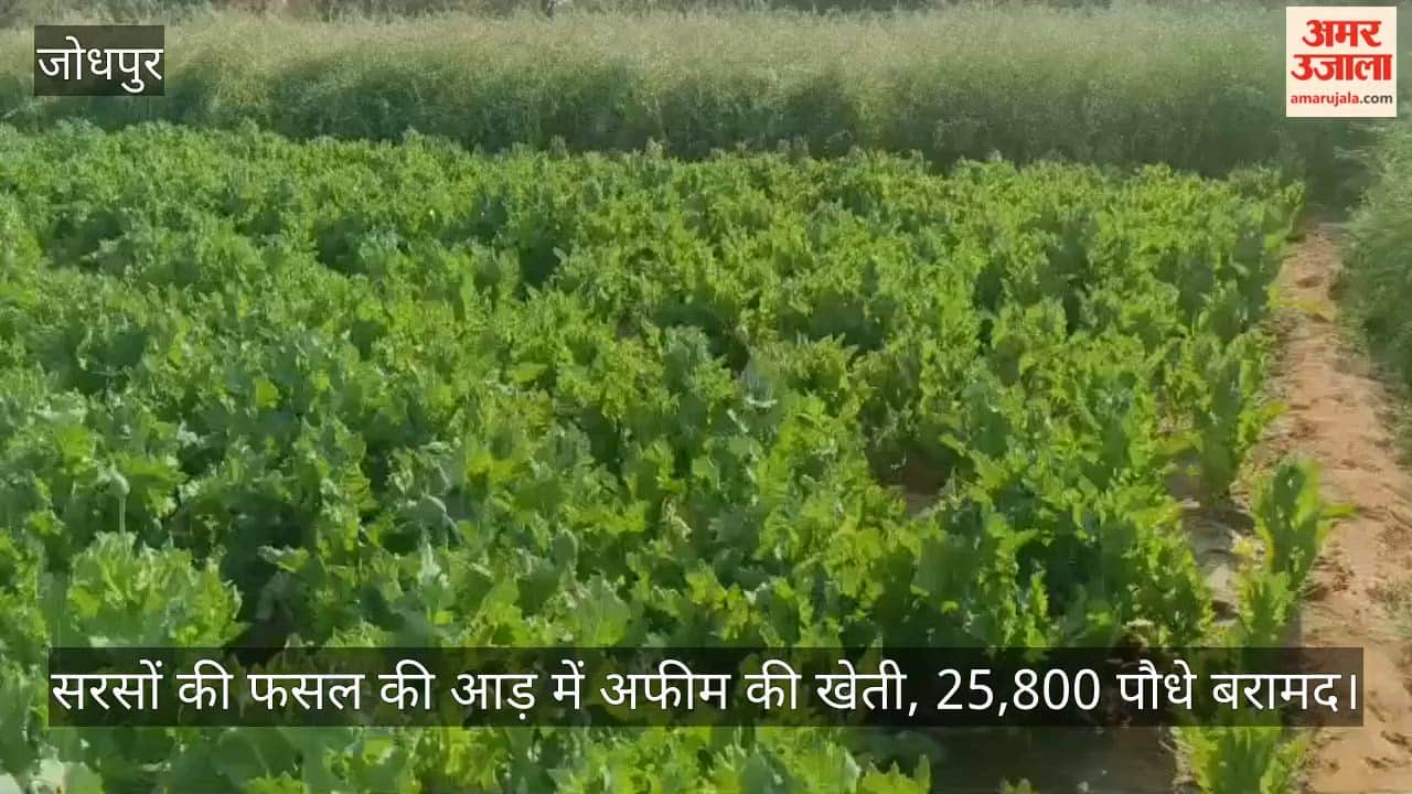 Phalodi police crackdown: 25,800 opium plants seized under the guise of mustard crop; one arrested