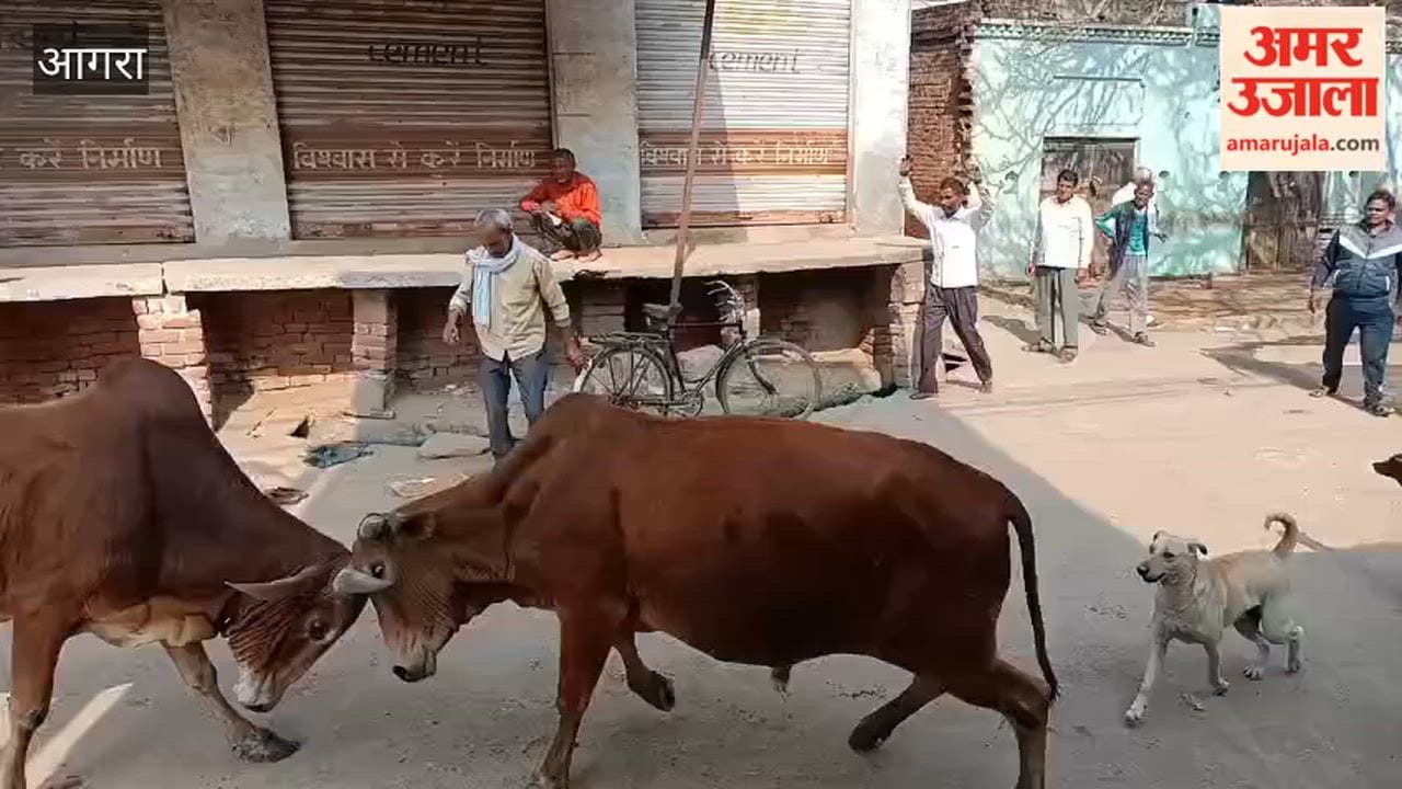 Bulls clashed in middle of road