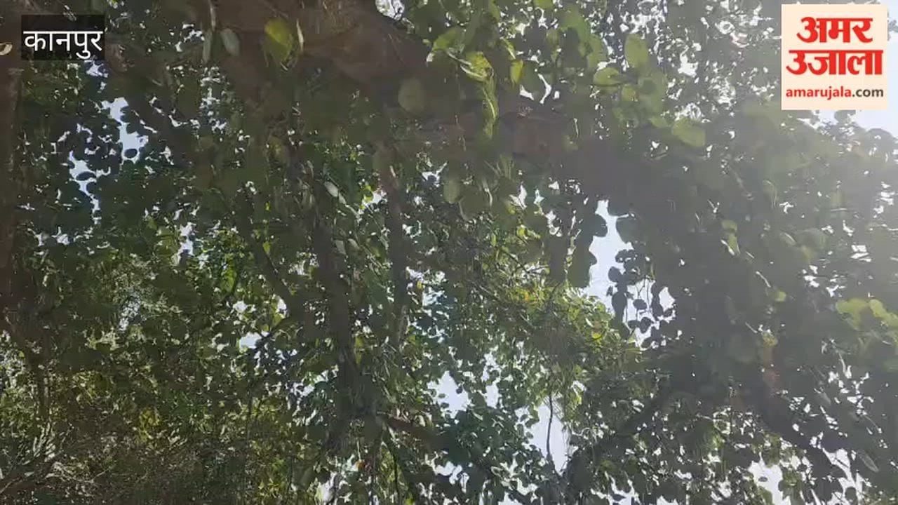 Bees terrorize players at Rahul Sapru Stadium, umpire dies in attack