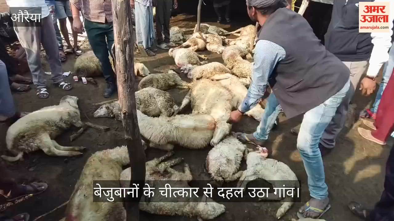 औरैया में भेड़ों के झुंड पर ताबड़तोड़ हमला, 36 भेड़ों का बेरहमी से कत्ल, 24 से ज्यादा घायल