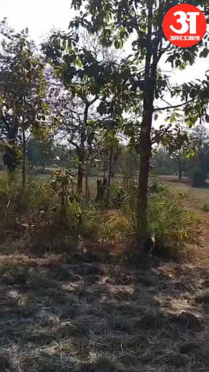 16 beer bottles and five kg pressure cooker IED recovered in Bijapur