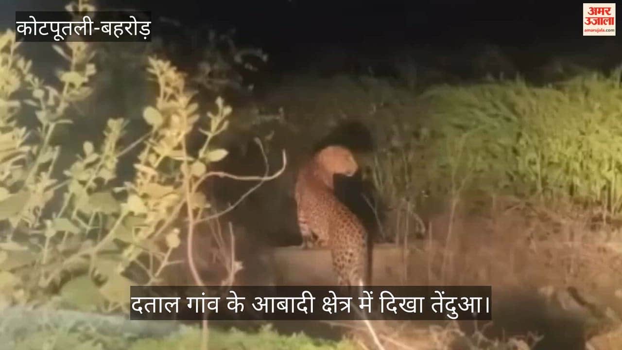 Leopard Spotted in Datal Village of Nangal Chaudhary, Residents Urge Immediate Rescue Action