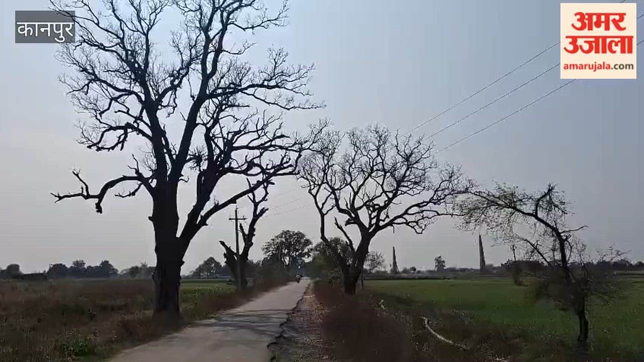 Decades-old trees are dying from smoke from brick kilns, villagers are worried