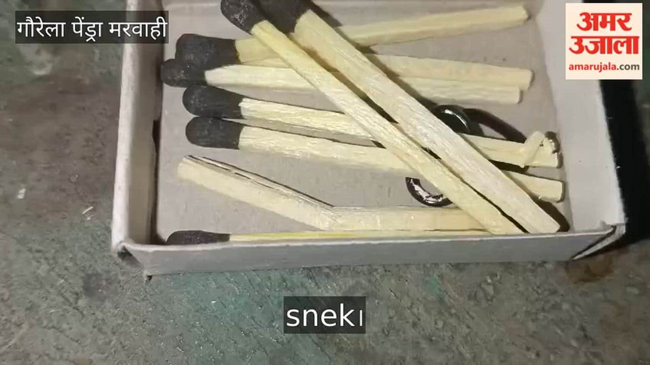 The world smallest snake the Andrauta snake is venomless and harmless to humans in GPM