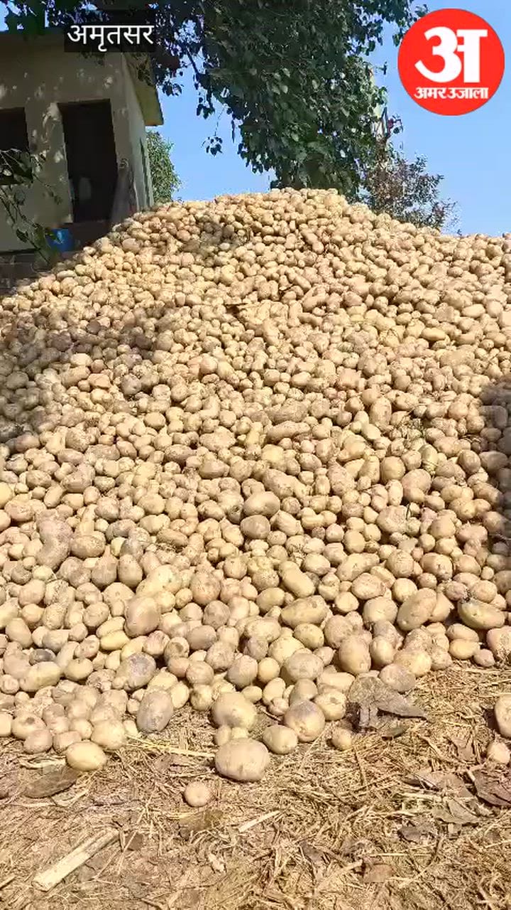 आलू की काश्त को लेकर किसानों ने जताई नाराजगी, खेत में लगाया ‘आलू का पहाड़’