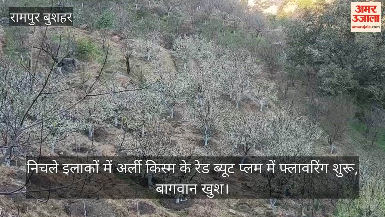 Early varieties of Red Beauty plums begin flowering in the lower reaches, delighting gardeners.