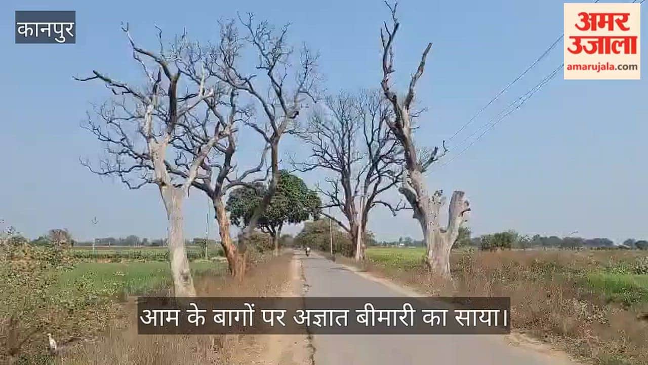 कानपुर: अचानक दम तोड़ रहे दशकों पुराने आम के विशाल पेड़, ग्रामीणों में दहशत और चिंता