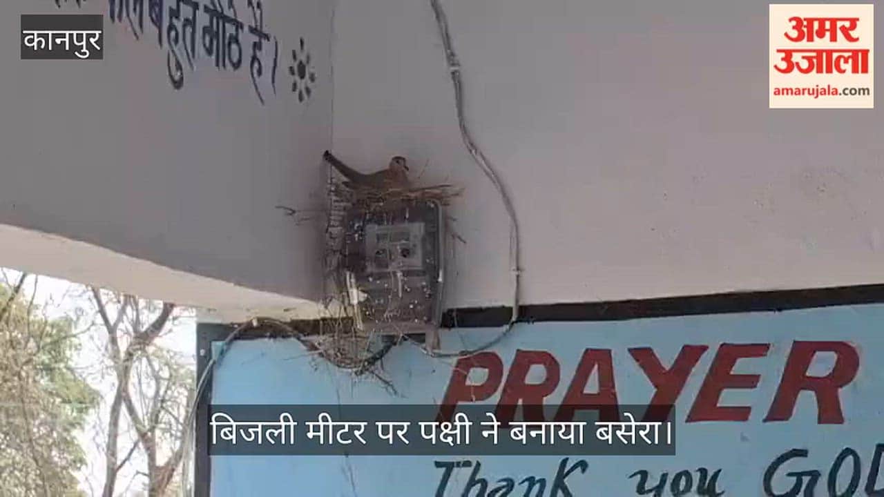 कानपुर: स्कूल के बिजली मीटर में चहक रही पंखुड़ी, मासूम बच्चे और शिक्षक बने नन्हे मेहमान के पहरेदार