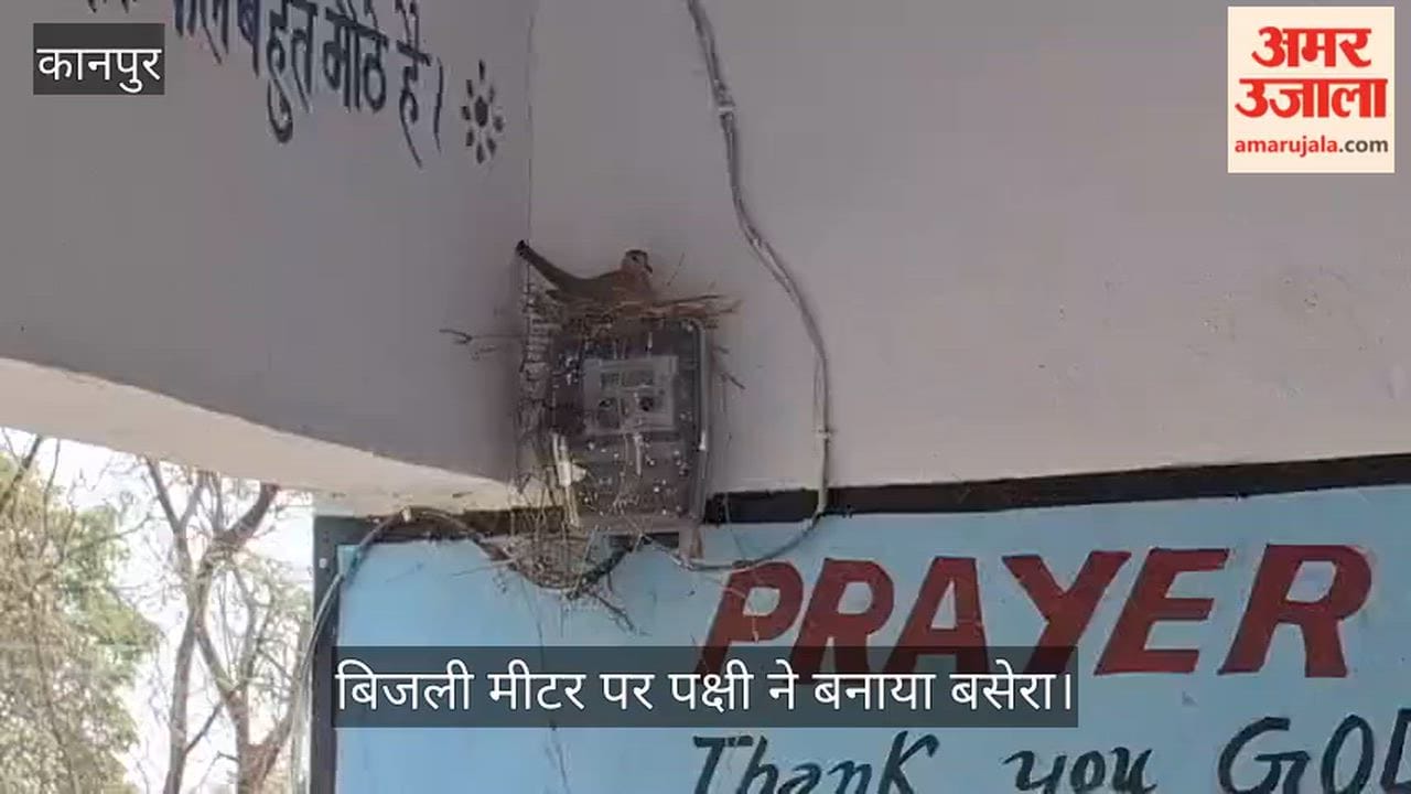 कानपुर: स्कूल के बिजली मीटर में चहक रही पंखुड़ी, मासूम बच्चे और शिक्षक बने नन्हे मेहमान के पहरेदार