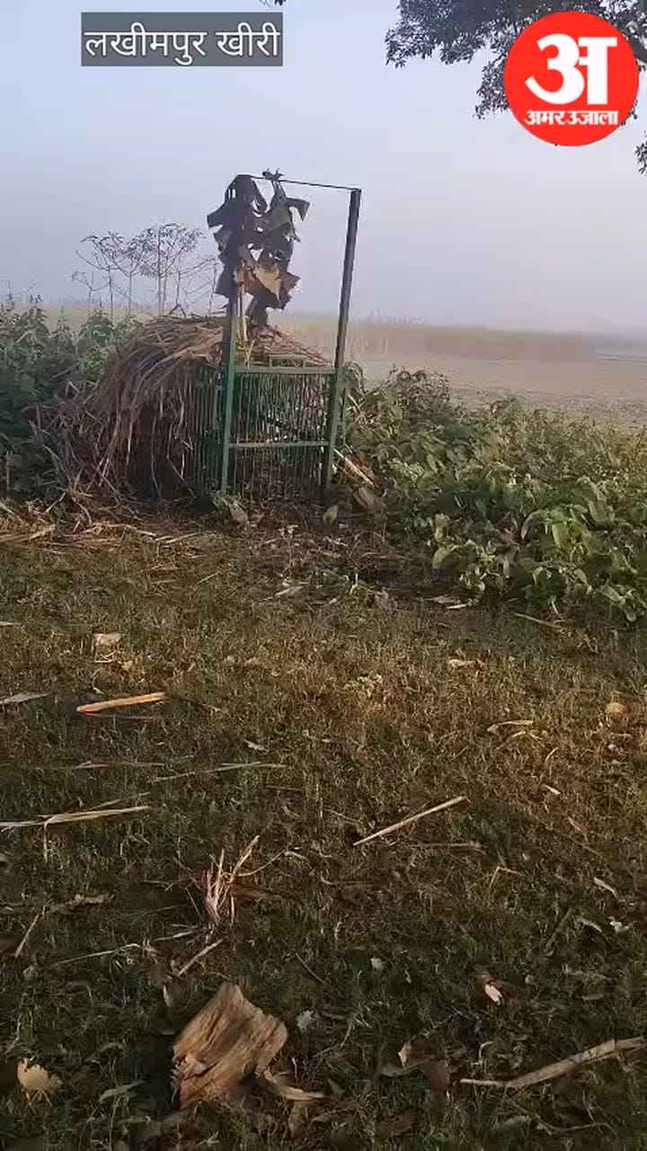 Lakhimpur Kheri: वन विभाग के पिंजरे में कैद हुआ तेंदुआ, पढुआ इलाके में एक साल से थी दहशत