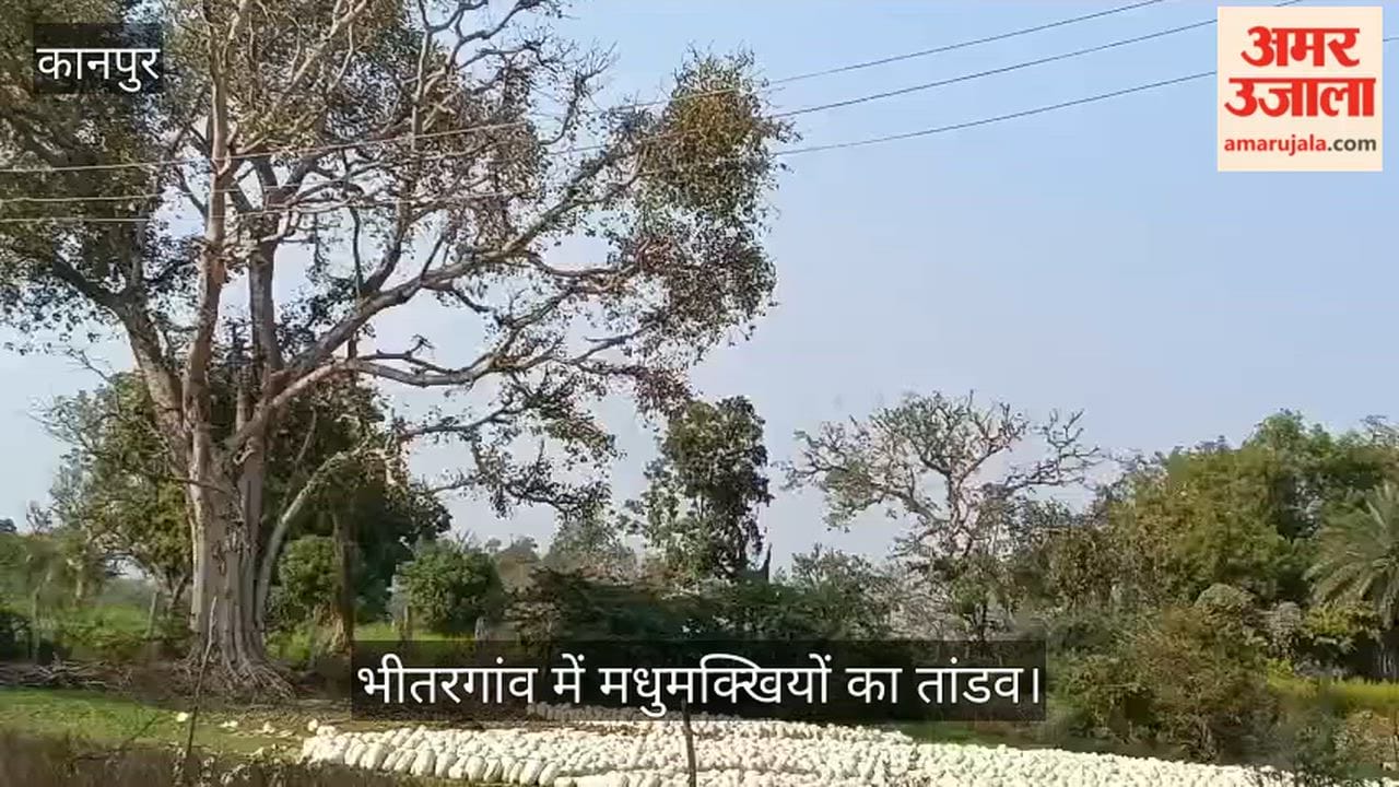 कानपुर: बाज के वार से गुस्साया मधुमक्खियों का झुंड, खेत में काम कर रहे किसानों को काटा