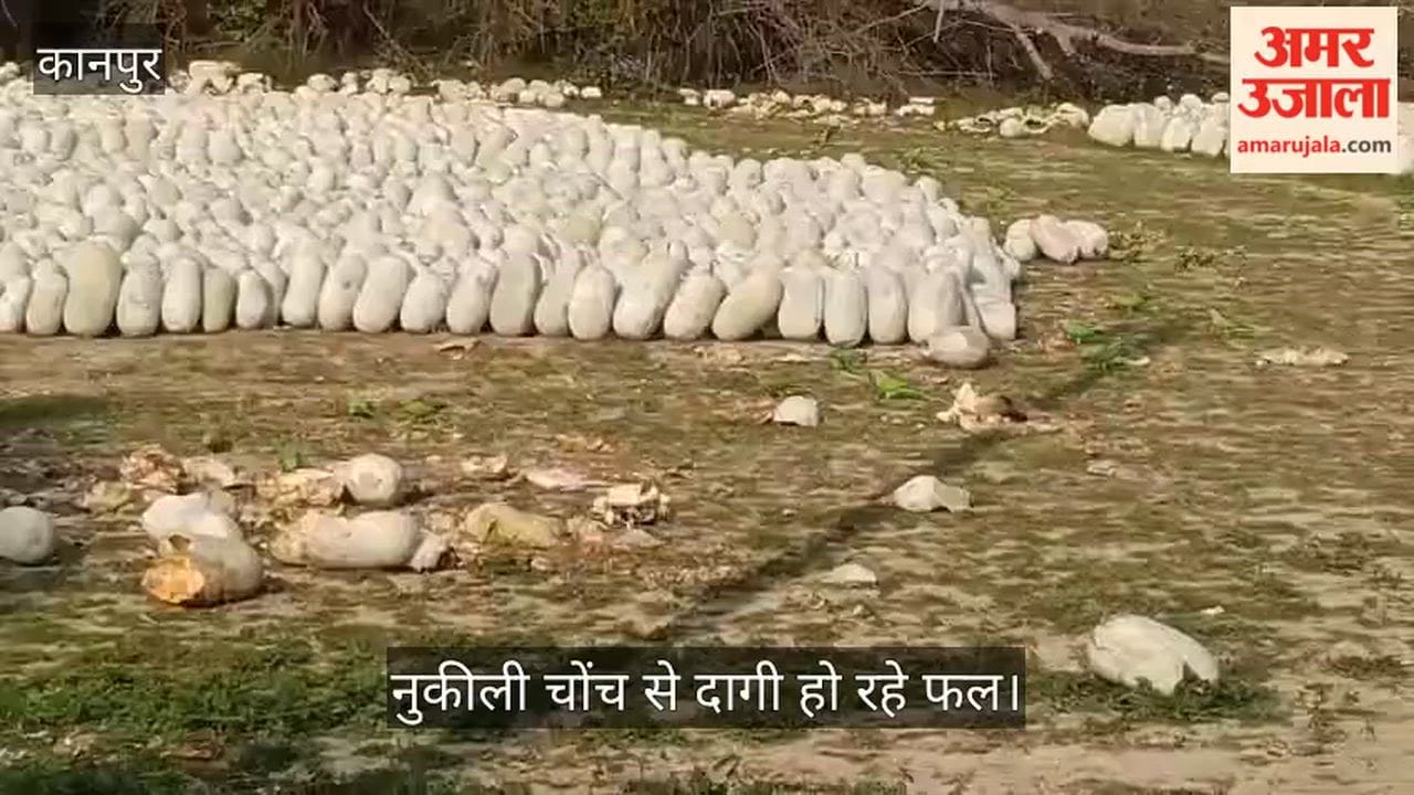 कानपुर: उमरी-मड़ेपुर में तोतों के झुंड ने उजाड़ी किसानों की उम्मीदें; कुम्हड़े के फलों को कुरेद कर कर रहे बर्बाद