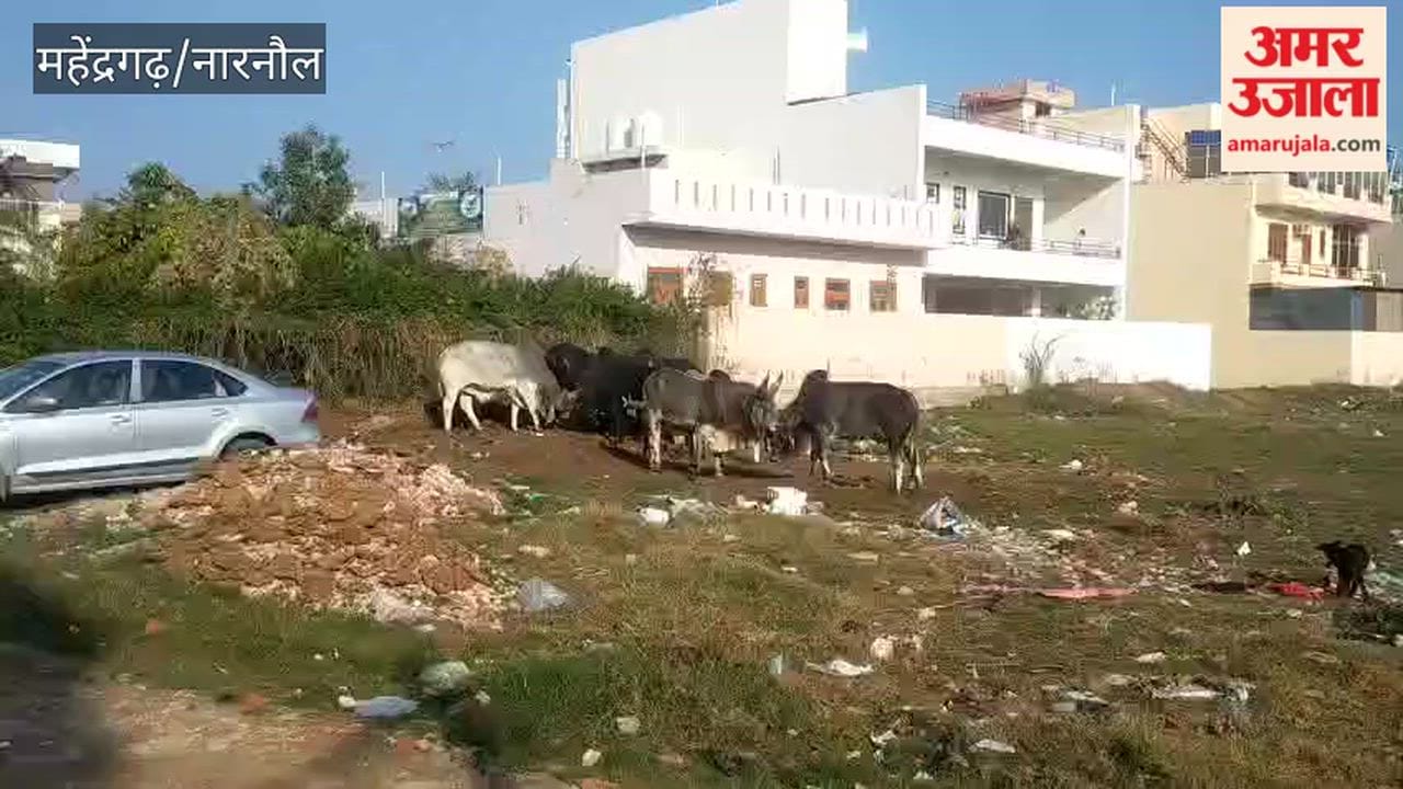 Stray cattle are causing economic losses to the common people