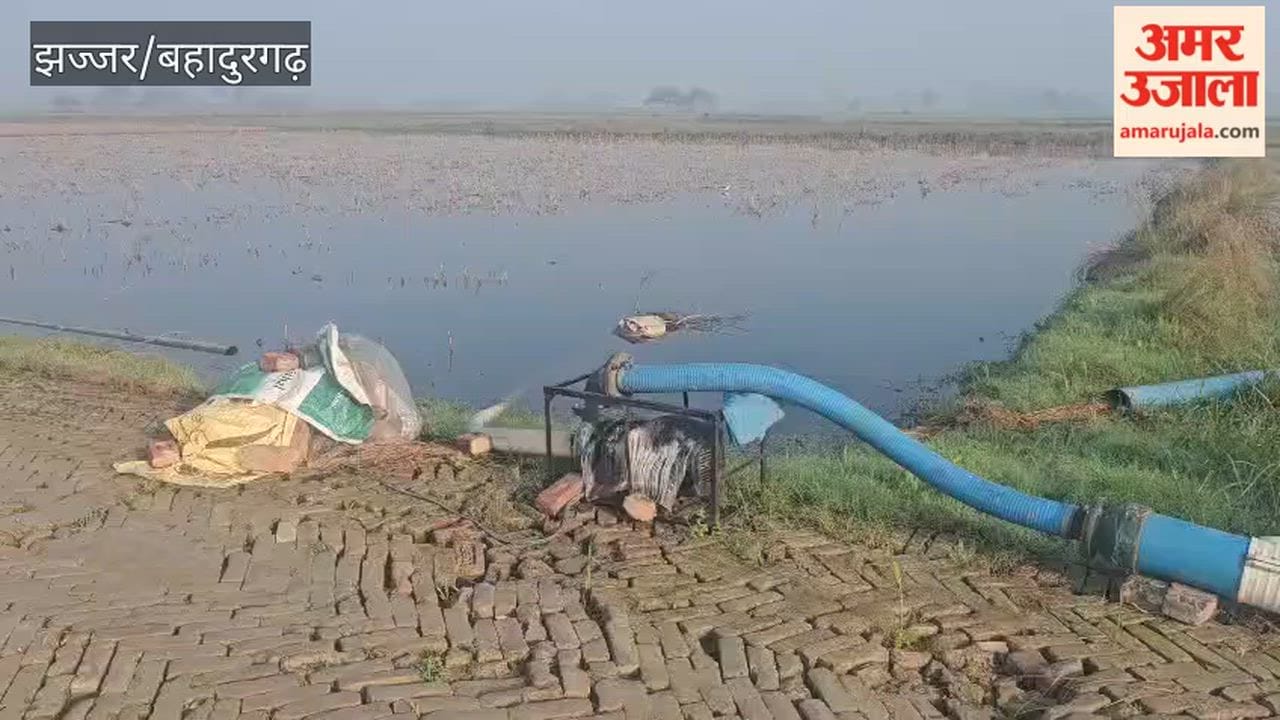 In Bahadurgarh's Badli, fields remain waterlogged even after six months of rain
