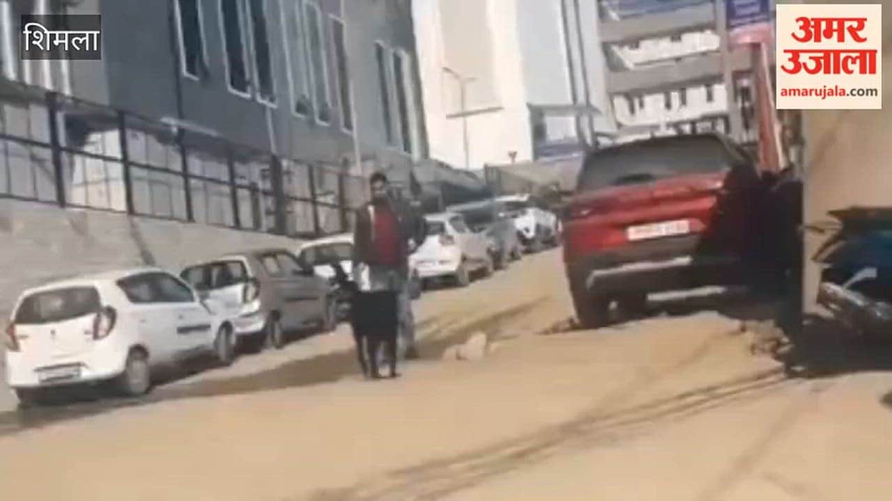 Shimla A dog was seen roaming around the Chamiyana Hospital premises with its leg in its mouth the video went viral on social media