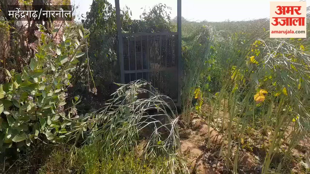 Three days later leopard remains trapped in Narnaul's Datal, creating a sense of fear among the people