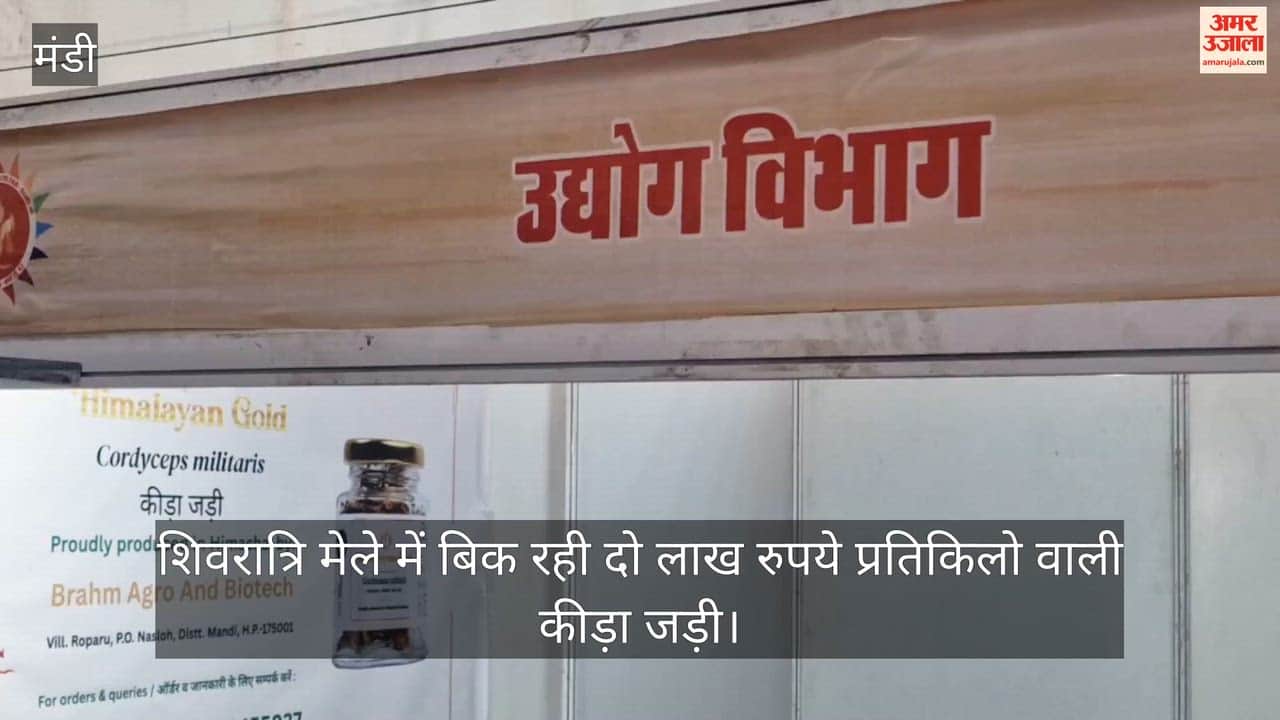 Mandi Two lakh kilos of caterpillar fungus is being sold at the Shivratri fair
