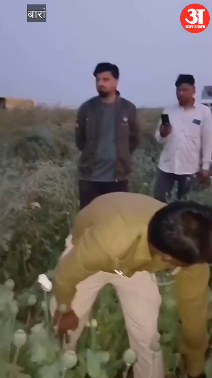 Rajasthan News: Opium cultivation busted on forest land in Baran, one arrested with 2,226 plants