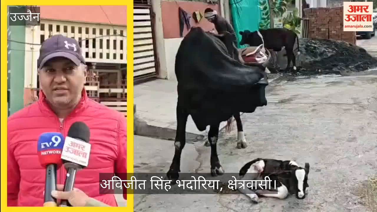 Stray dogs mauled newborn calf, local residents urged authorities ensure calves harmed.