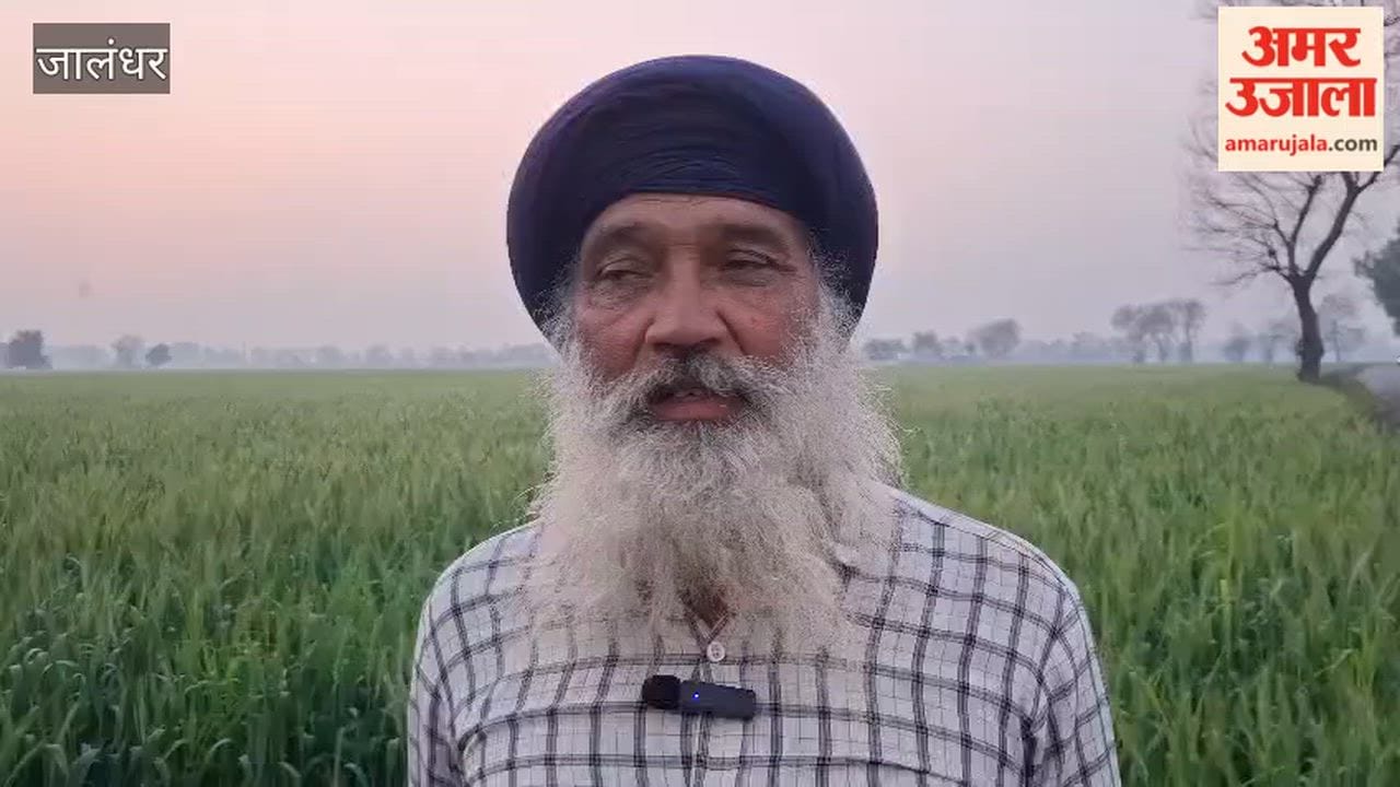 कपूरथला में किसान के खेत से हरी गेहूं की फसल काटी