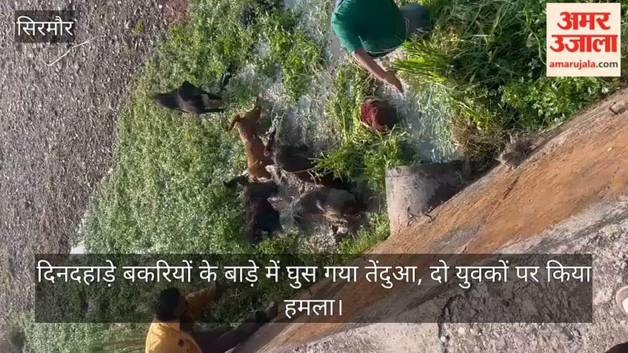 Leopard enters goat enclosure in broad daylight, attacks two youths