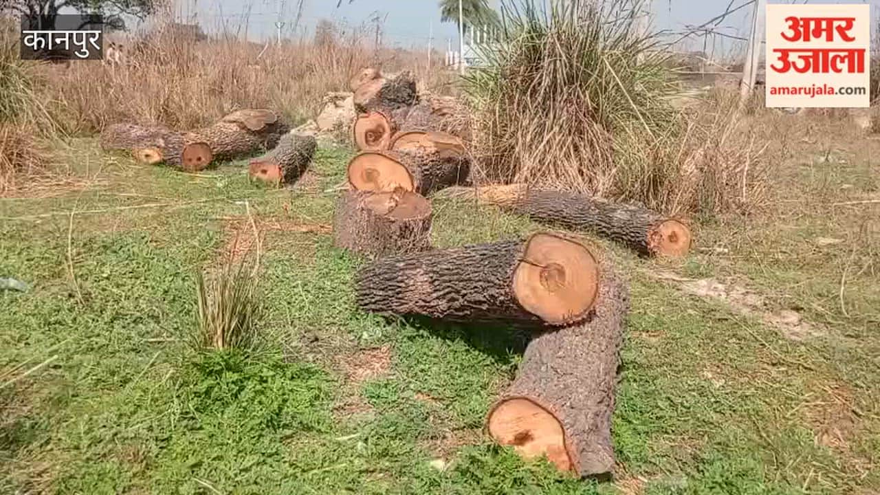 Kanpur: Forest Department Forgets to Collect Wood After Trees Are Cut in Kalyanpur