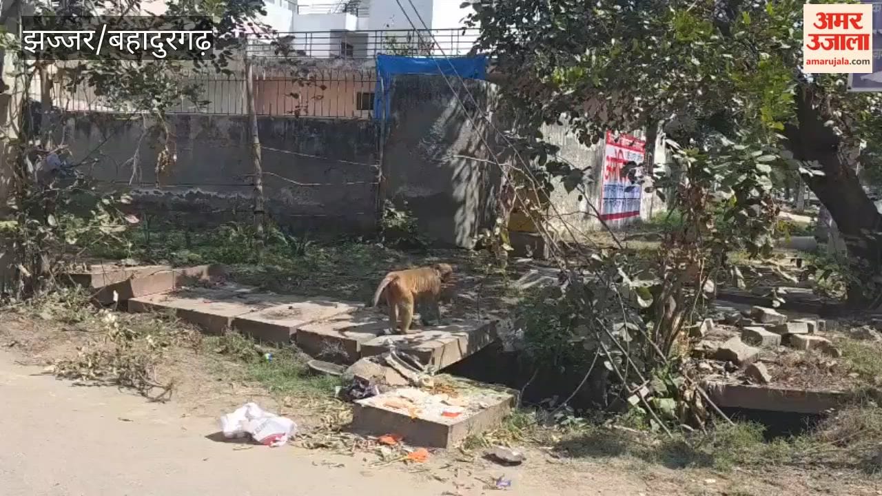 Monkeys create panic in Bahadurgarh's Sector 6, leaving residents worried.