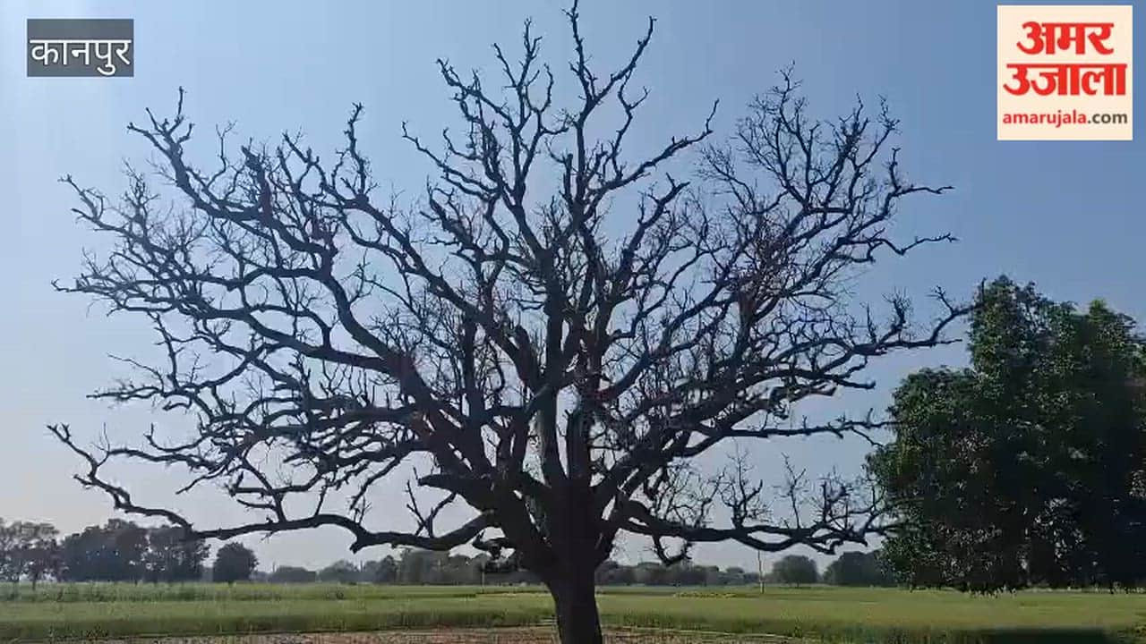 Bhitargaon: Old mango orchards suddenly drying up, leaving farmers worried