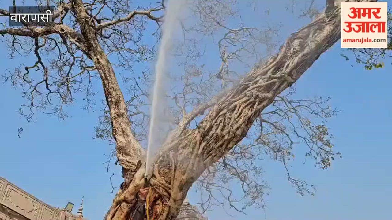 Special initiative for conservation of ancient Peepal tree of Shri Kashi Vishwanath complex