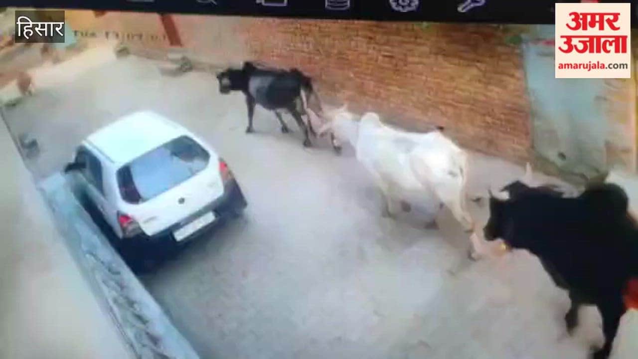 Fighting cattle fall on elderly woman sitting in street in Hisar, killing her