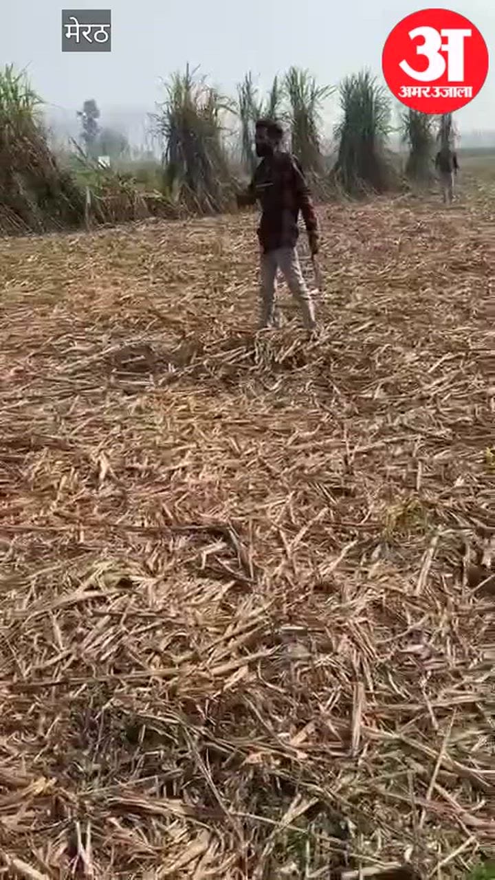 Meerut: सुनील की हत्या करने वाला प्रदीप गिरफ्तार, पुलिस पर तान दिया तमंचा, बोला- पुलिसवालों ने तोड़ रखी मेरी एक-एक हड्डी, देखें वीडियो