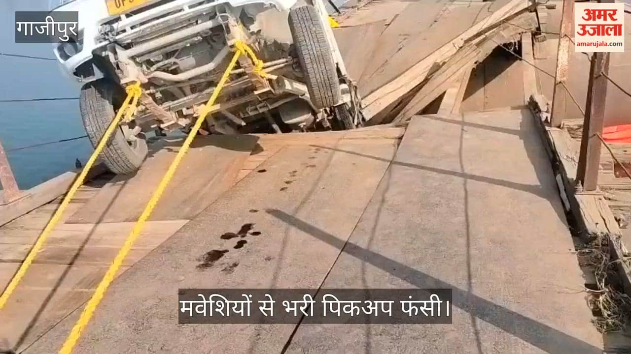 pickup truck full of cattle got stuck in Ghazipur after wooden beam of pontoon bridge broke