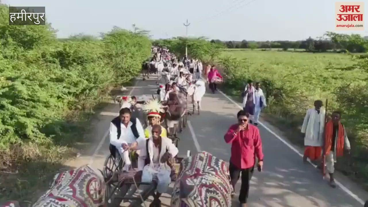 wedding guests arrived in bullock carts in hamirpur