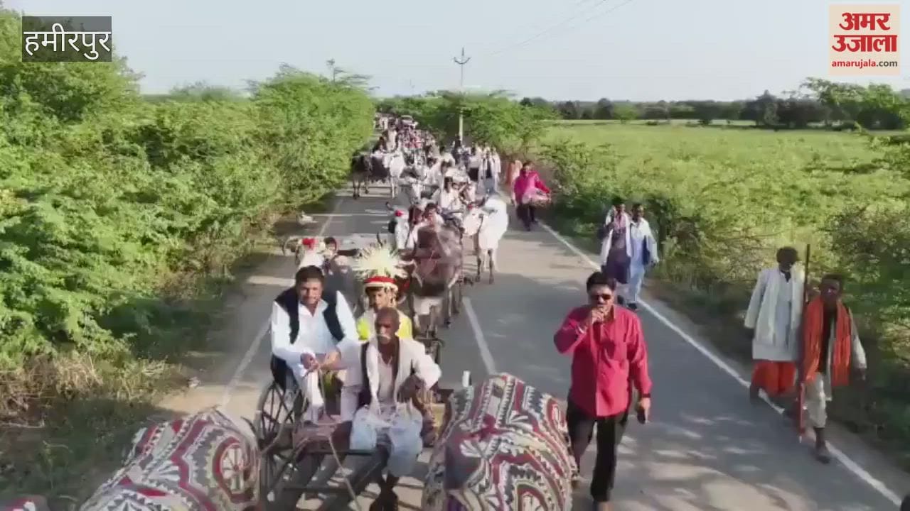 wedding guests arrived in bullock carts in hamirpur