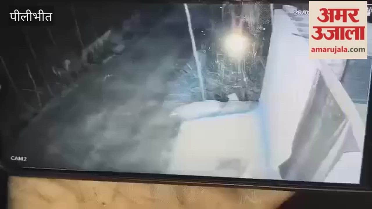 Two leopards entered the house at night in Pilibhit