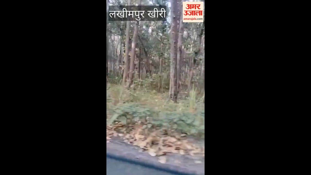 Tiger attacks car, panic grips people in lakhimpur kheri