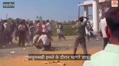 Holi celebrations at university disrupted, with bee attacks causing a stampede and a brawl among students.