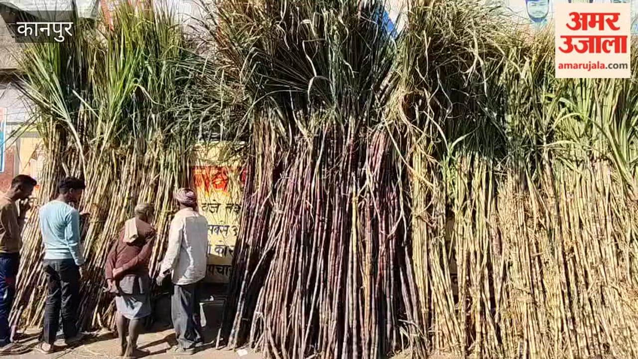 Kanpur: Sugarcane sales surge ahead of Holika Dahan