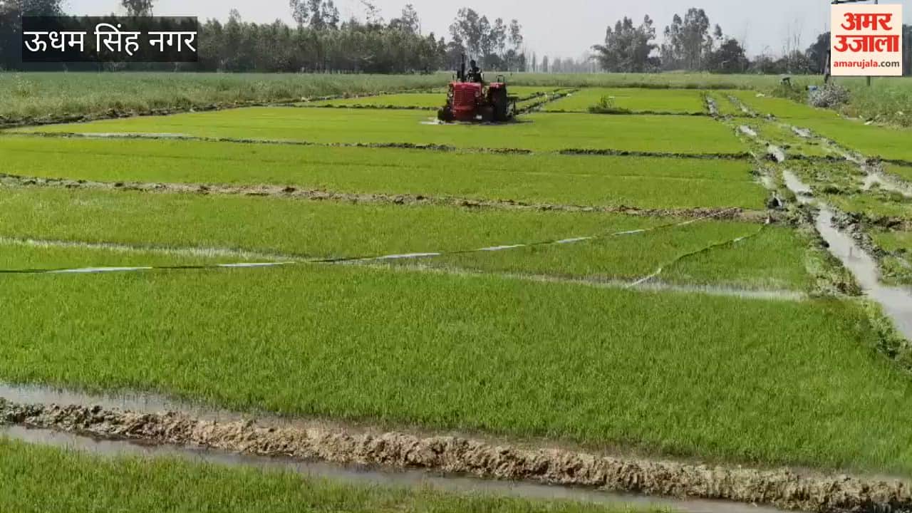 In Khatola, the administration ploughed the summer paddy seedlings with a tractor
