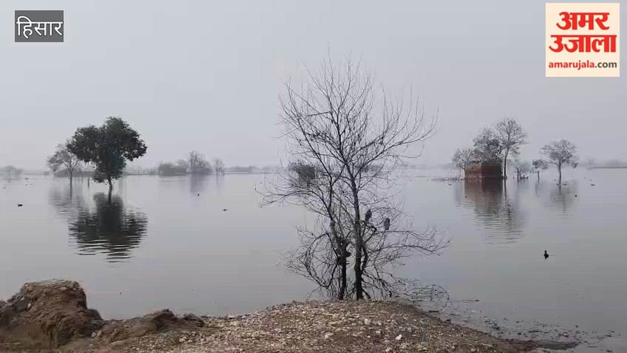 250 acres near Dhansu village in Hisar have been waterlogged for eight months, with the Tehsildar arriving at the scene.
